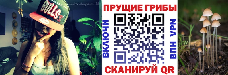 Галлюциногенные грибы ЛСД  Малая Вишера 